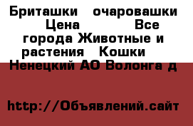 Бриташки - очаровашки.  › Цена ­ 3 000 - Все города Животные и растения » Кошки   . Ненецкий АО,Волонга д.